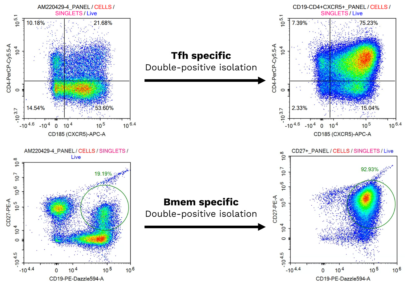 Tls Germinal Center Reaction Assay I Cancer Immunotherapy Cro Services