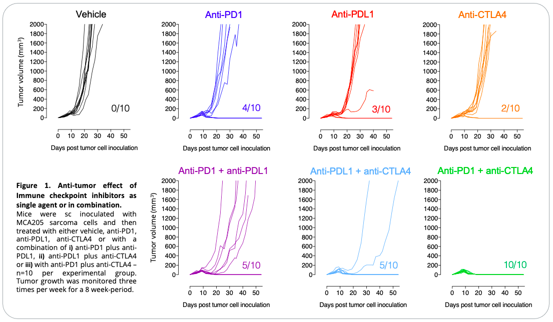 syngeneic MCA205 sarcoma tumor model  anti-PD1 or anti-PDL1 with anti-CTLA4