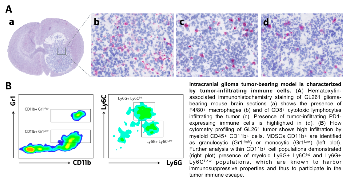 Orthotopic GL261 Glioma Mouse Model To Test Your Immunomodulatory Compound