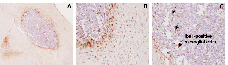 GL261 glioma tumor-bearing model is characterized by tumor-infiltrating microglial