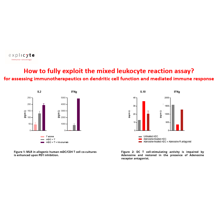 How to fully exploit the mixed leukocyte reaction assay?
