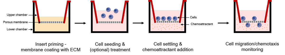 Cell migration & chemotaxis