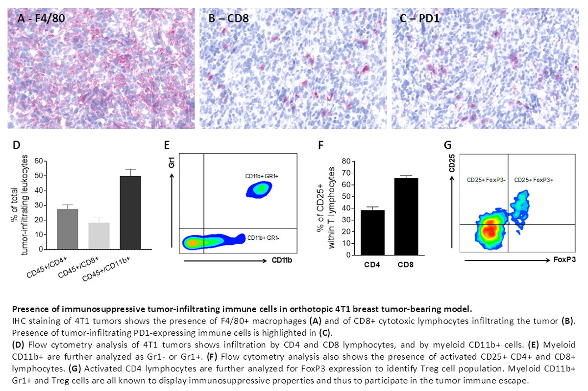 Immunosuppressive tumor microenvironment in OT 4T1 breast tumor model   