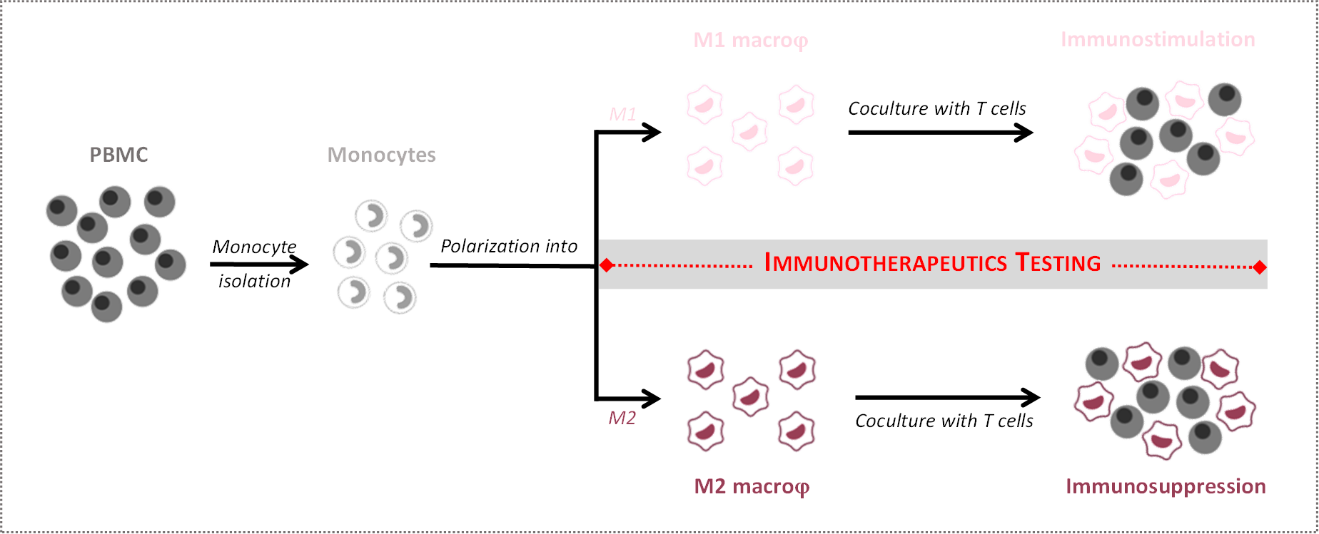 Macrophage-based assays to assess immunotherapeutics on macrophage functions and mediated immune response