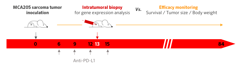 Combination Of In Vivo Efficacy Monitoring With Intratumoral Biopsy To Assess New Cancer Therapies & Decipher Their MoA