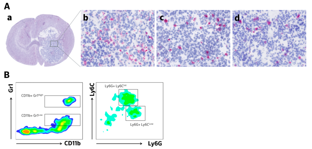 New In Vivo Syngeneic Glioblastoma Mouse Model – Shuttle Session