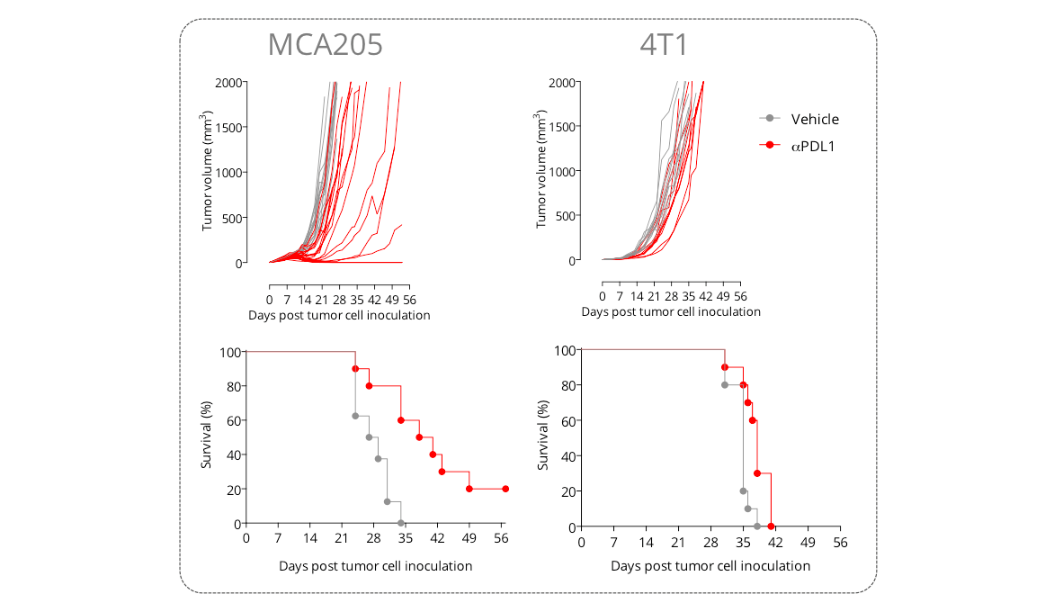 New shuttle session with our in vivo syngeneic tumor models – for cost-saving efficacy studies