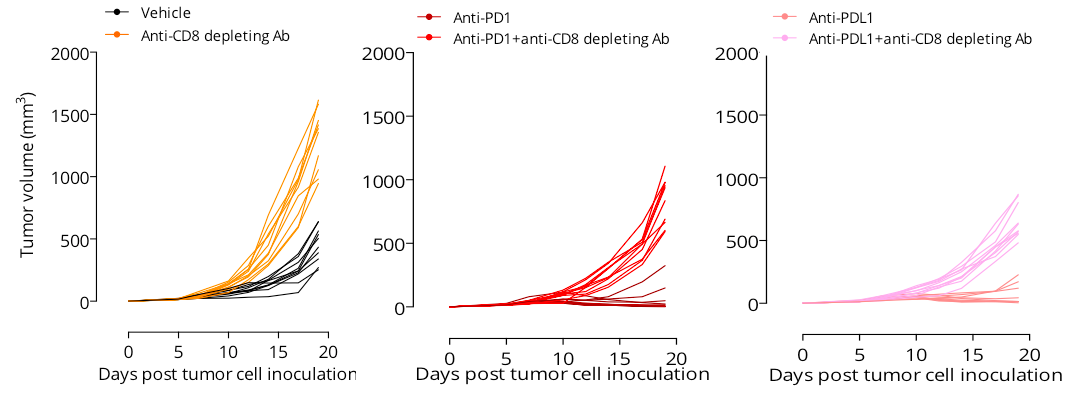 Involvement of CD8 T cells in the tumor growth control and in the response to PD1 and PDL1 antibodies