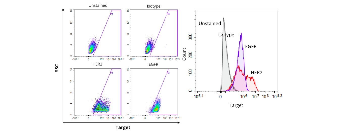 Antibody-dependent cell-mediated cytotoxicity (ADCC) assay for in vitro testing