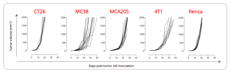 Syngeneic mouse tumor models - subcutaneous - individual tumor volumes - CT26 MC38 MCA205 4T1 Renca