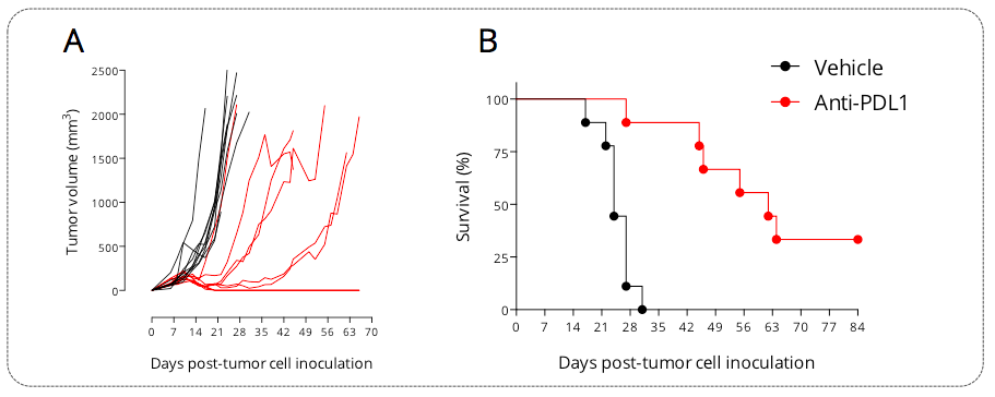 Subcutaneously-implanted MCA205 sarcoma tumor-bearing mouse model is responsive to PDL1 blockade