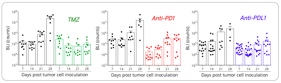 Orthotopic syngeneic GL261 glioblastoma model is responsive to TMZ and PD1/PDL1 axis blockade
