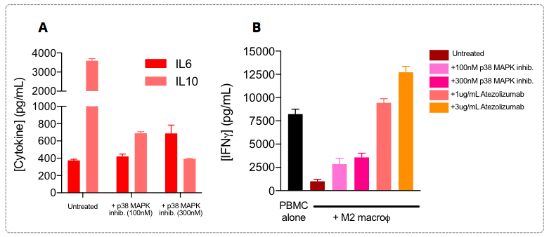 M2 macrophages are known to display a IL6low IL10high profile, a phenotype known to be underpinned by ‘’overactivated’’  signaling pathways in these cells, such as JAK/STAT and SMAD/p38 MAPK, and to be therefore involved in their T cell response suppression function.