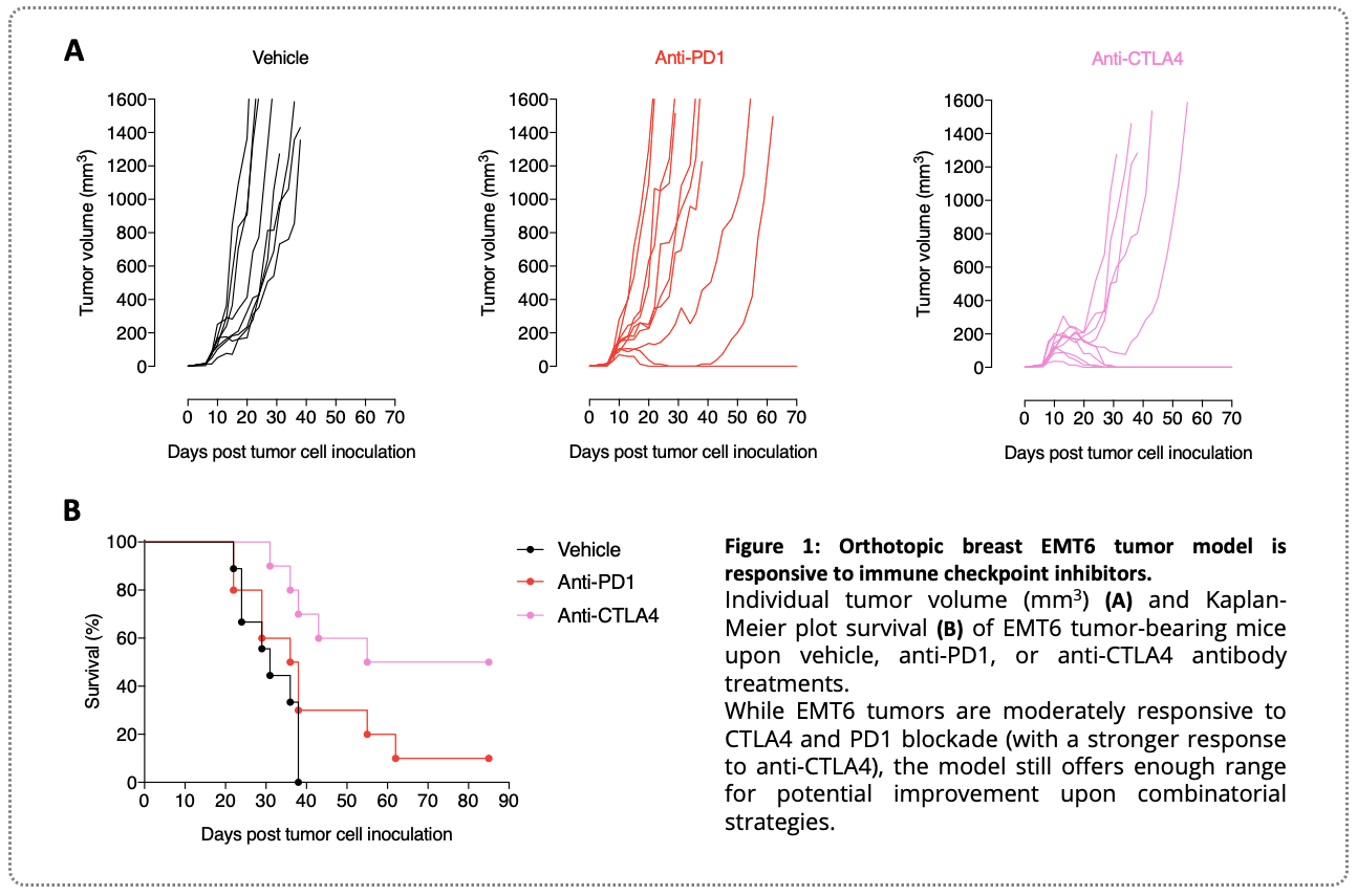 A syngeneic orthotopic EMT6 breast mouse model for preclinical immuno-oncology testing of novel anti-cancer strategies 