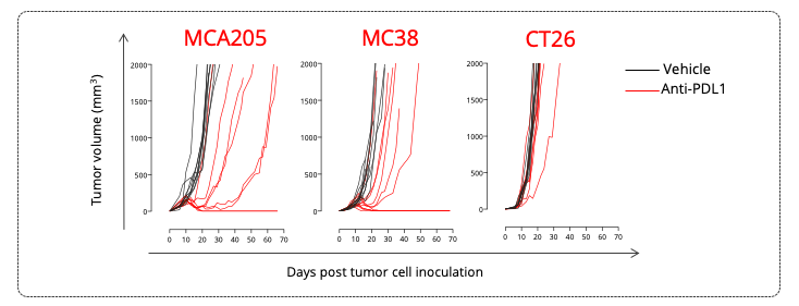 MCA205 sarcoma, MC38 colon and CT26 colon tumor-bearing mouse models exhibit various tumor growth profiles and differential responsiveness to PDL1 blockade. 