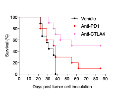 A syngeneic orthotopic EMT6 breast mouse model for preclinical immuno-oncology testing of novel anti-cancer strategies 