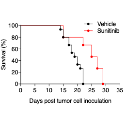A syngeneic renal cancer mouse model for the discovery of novel immuno-oncology therapies