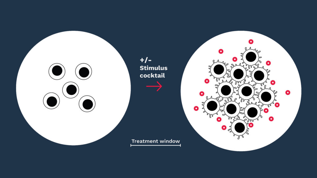In Vitro Immune Cell Activation - Explicyte Immuno-Oncology