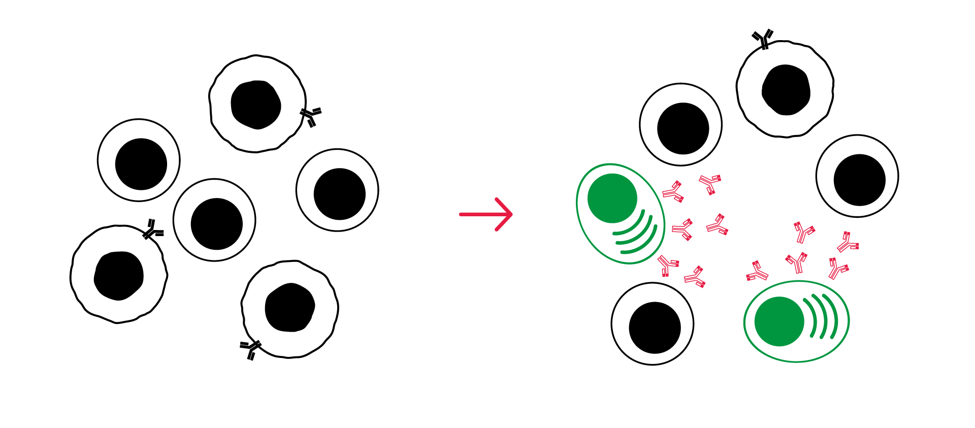 Tertiary Lymphoid Structures TLS assay CRO services cancer immunotherapies