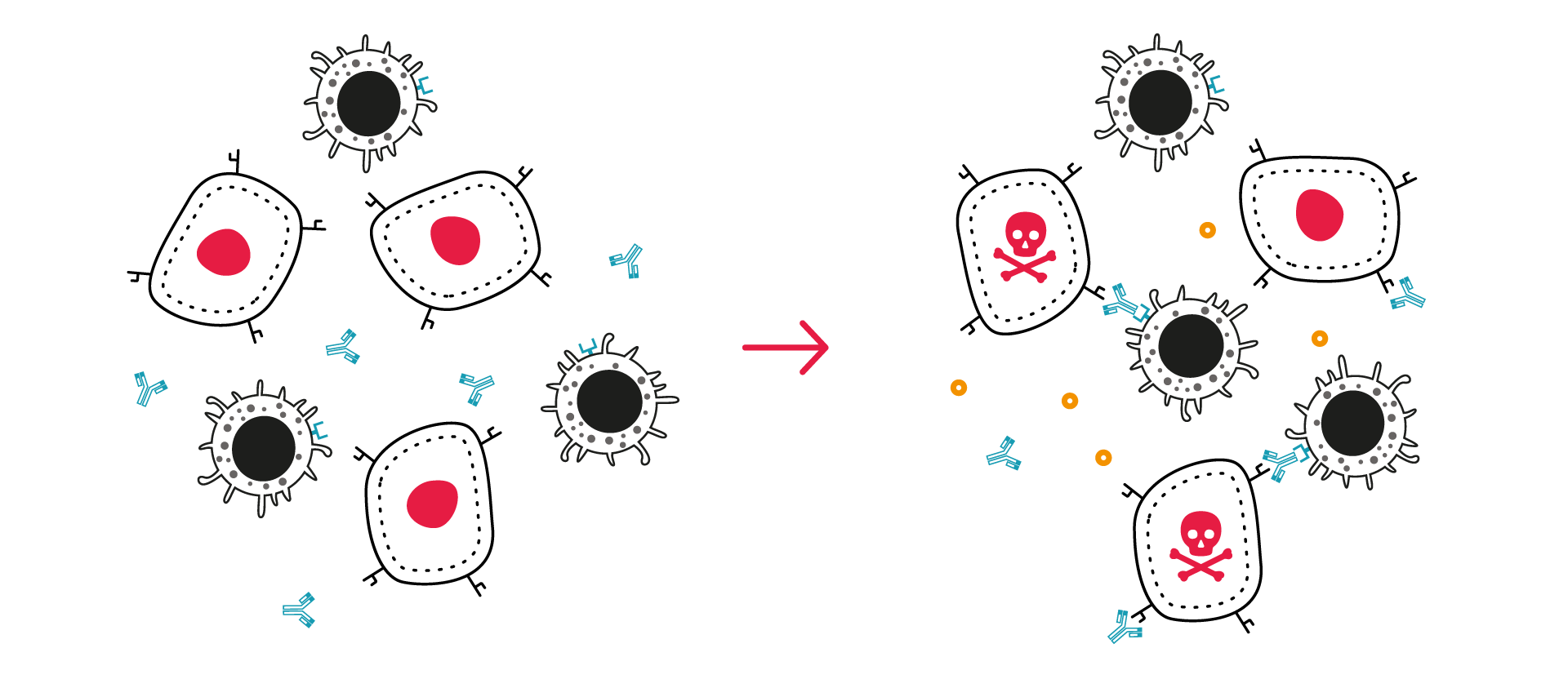 ADCC assay antibody dependent cell cytotoxicity NK tumor killing CRO services