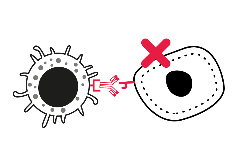 ADCC assay antibody dependent cell cytotoxicity NK tumor killing CRO