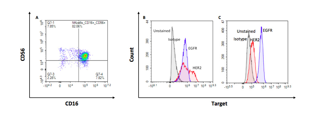 Flow cytometry evaluation of the expression of target tumor antigens and of NK CD16 receptor