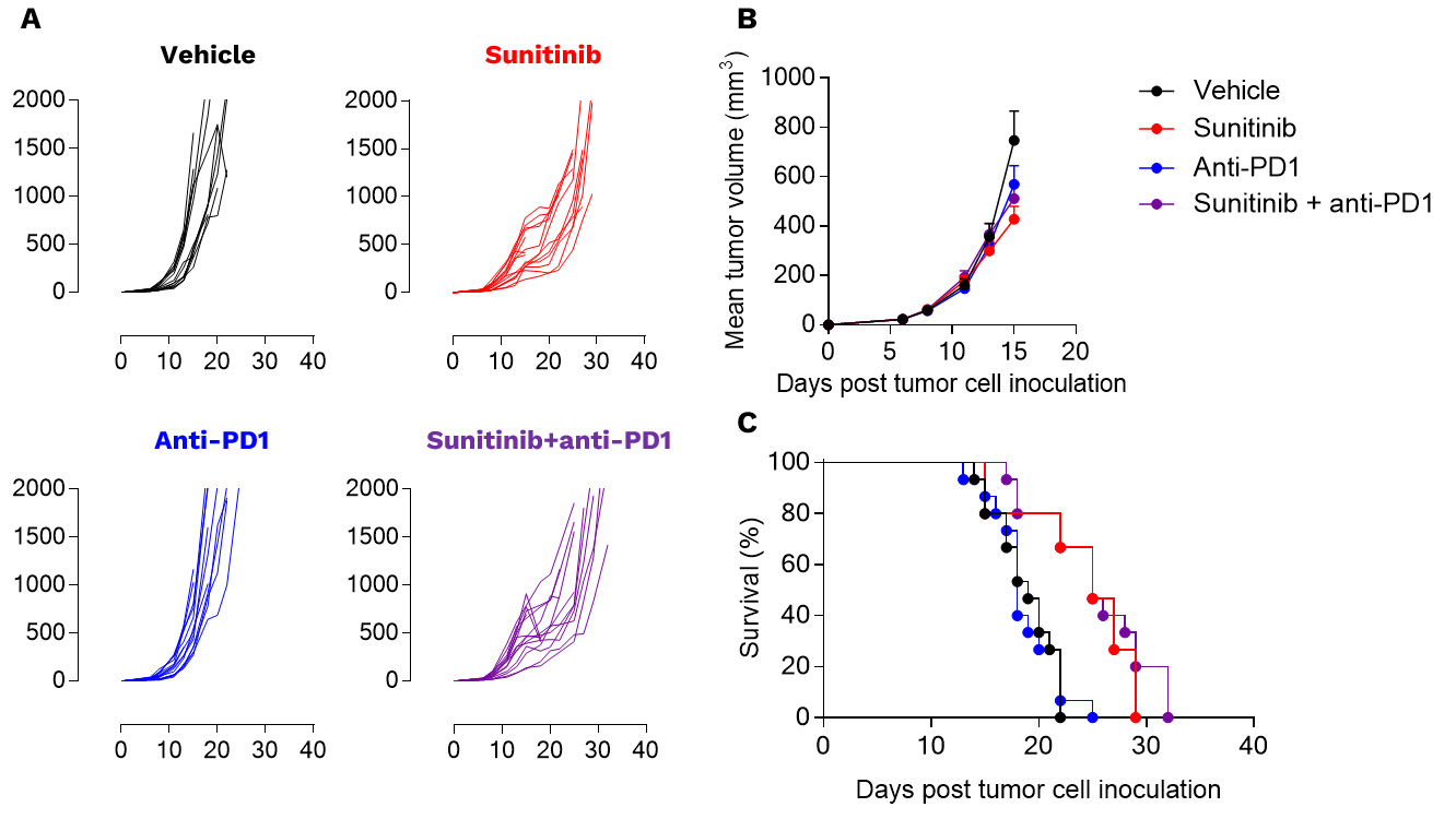 Anti-tumor assessment of sunitinib alone and in combotherapy with PD1 blockade in the preclinical RENCA model