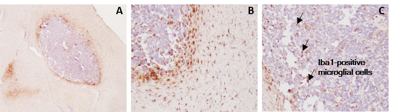 GL261 glioma tumor bearing model characterized by tumor infiltrating-microglia