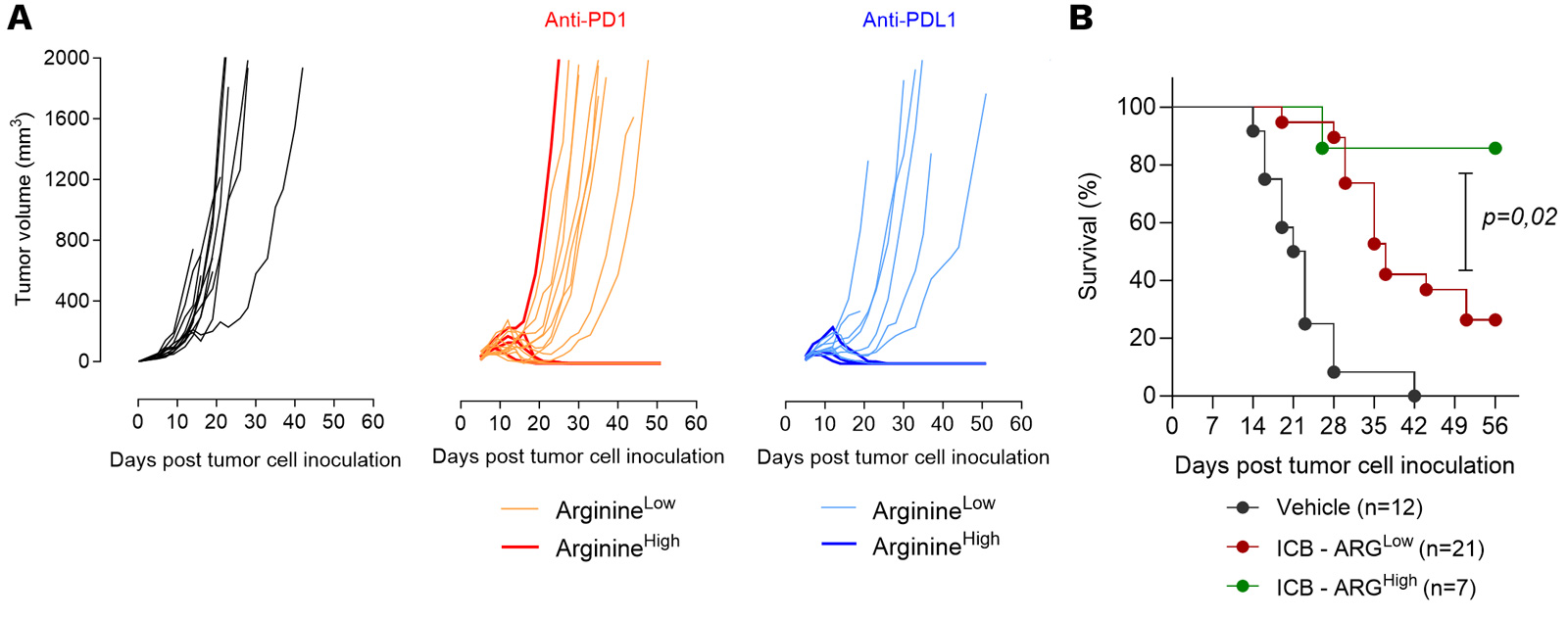 High levels of ARG correlate with ICI-induced tumor regression in a mouse MC38 colon cancer syngeneic model