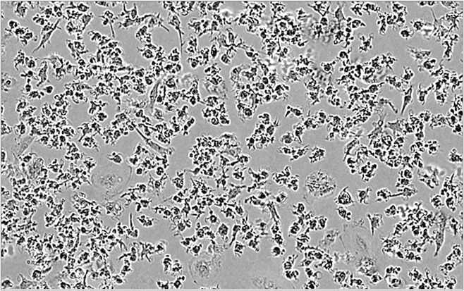 M2 macrophage assay immuno-oncology CRO
