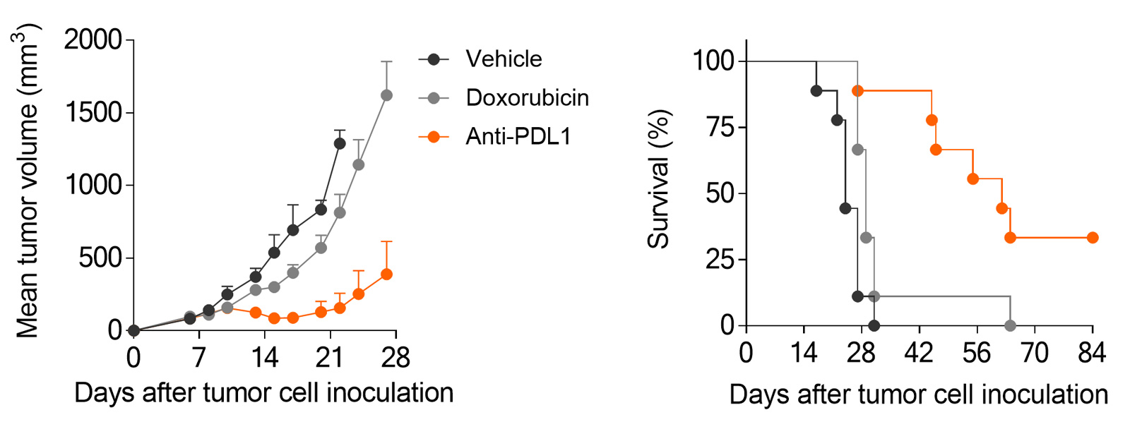 MCA205 sarcoma tumor-bearing mouse model is strongly responsive to PD1/PDL1 blockade and only partially to doxorubicin