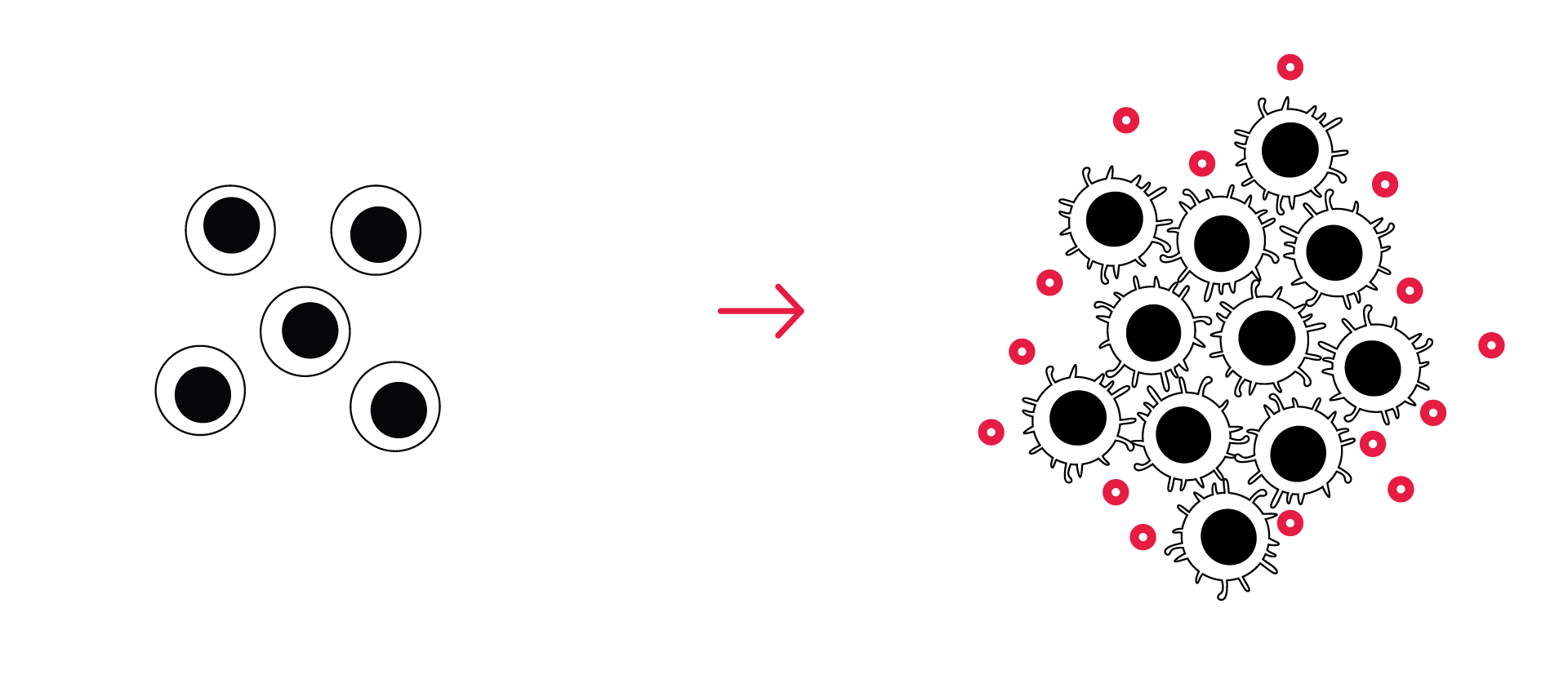 immune cell activation assay NK T cells PBMC CRO services immuno-oncology efficacy studies