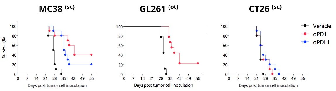 syngeneic tumor models efficacy anti-PD1 PDL1 mabs antibody immunotherapy CRO