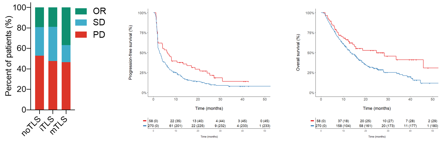 Mature TLS as a predictive biomarker of cancer immunotherapy