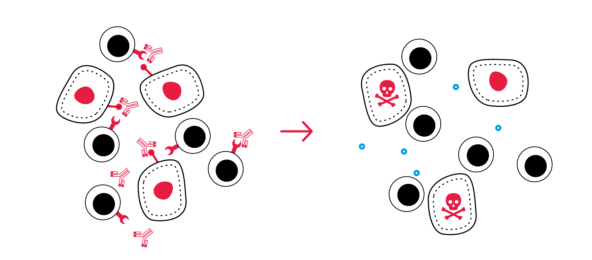 T cell activation immune checkpoint inhibition tumor killing assays CRO in vitro services