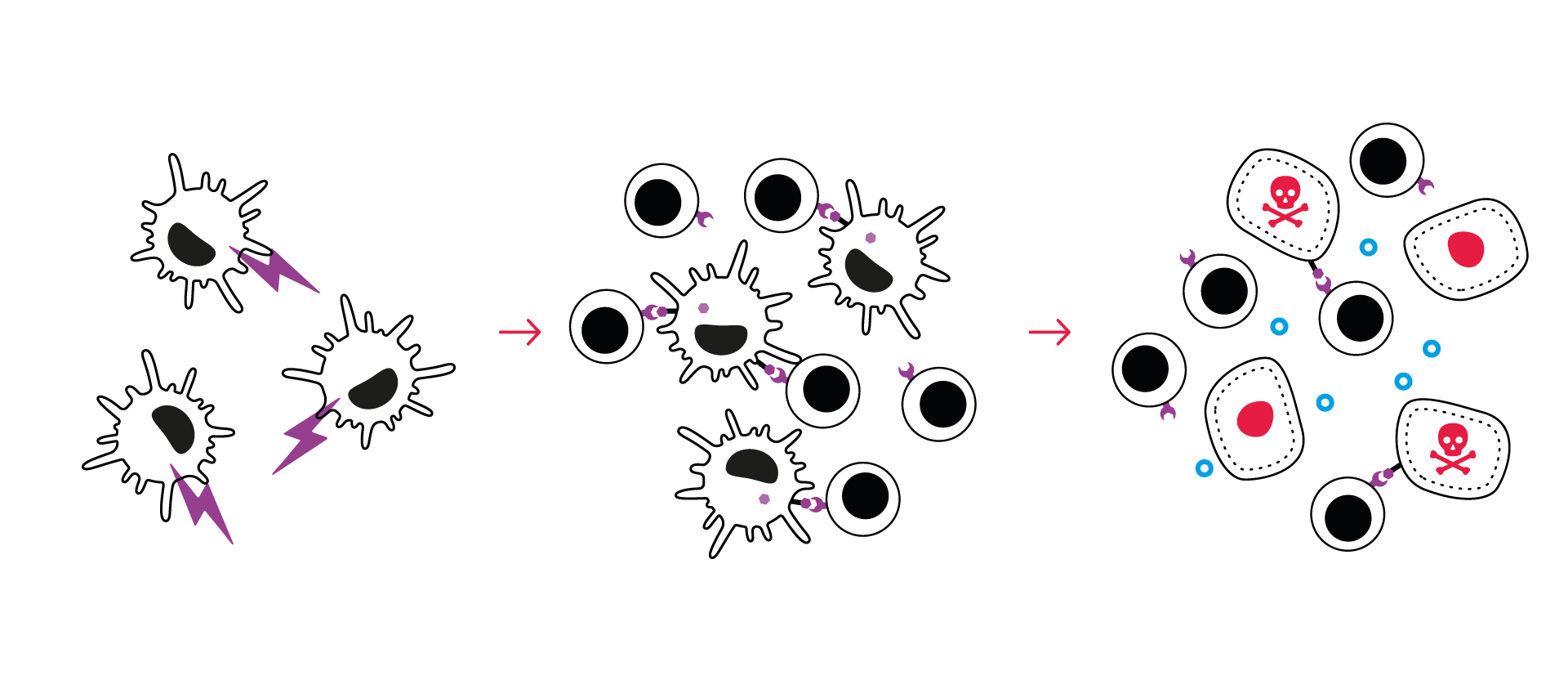 Tumor antigen specific T cell killing assay CRO immuno-oncology