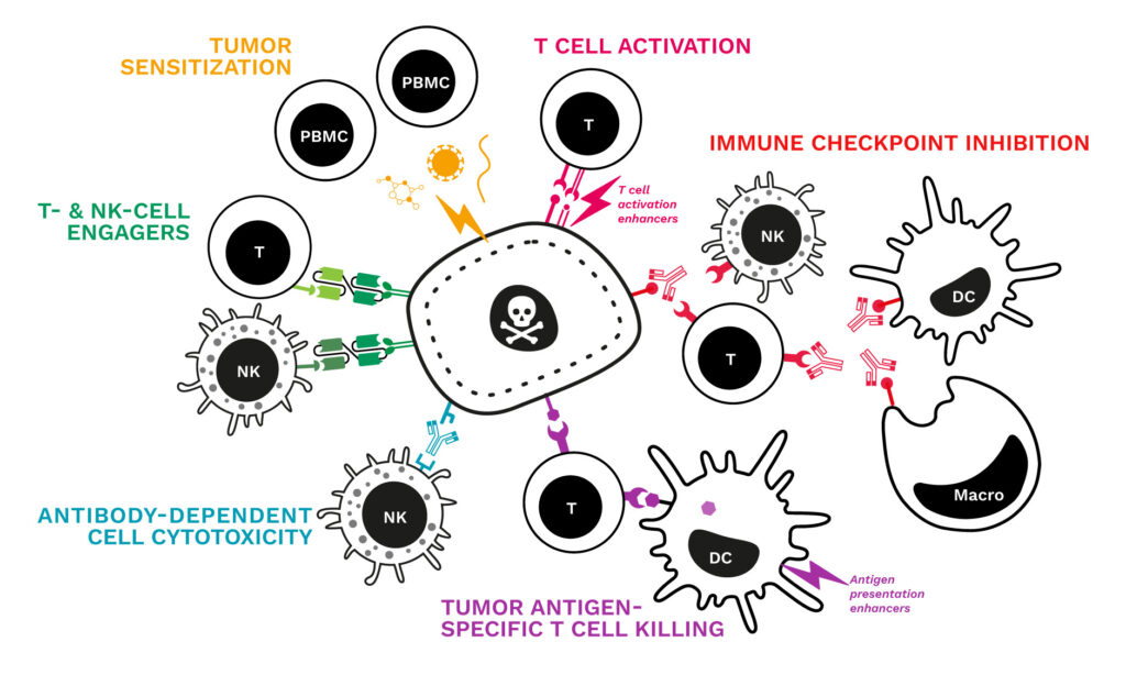 immune cell mediated tumor killing assays in vitro CRO immuno-oncology