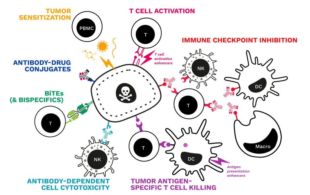 immune cell mediated tumor killing assays in vitro CRO immuno-oncology