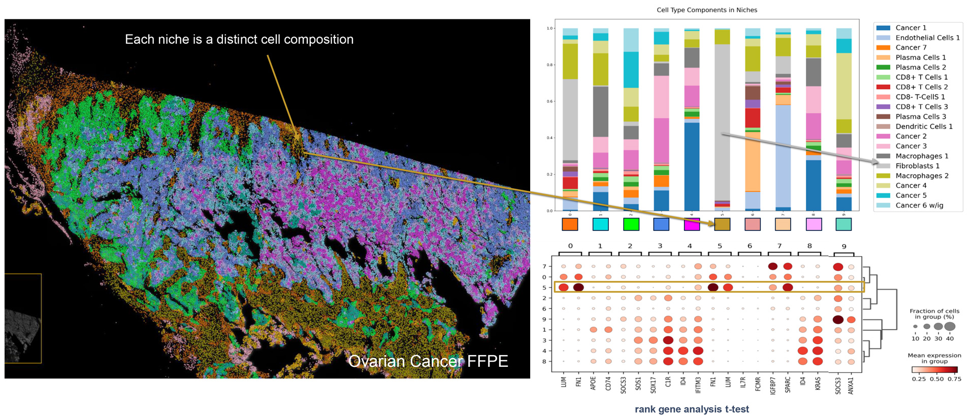 ovarian cancer FFPE niche xenium