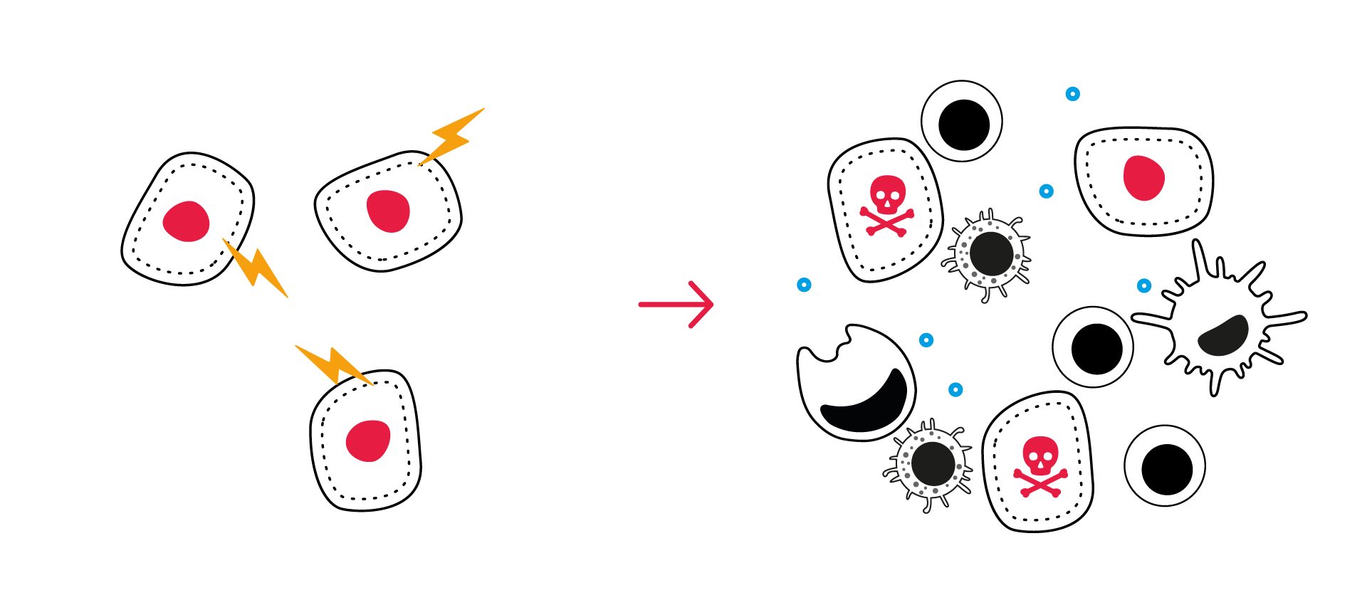 tumor sensitization killing assays CRO immuno oncology