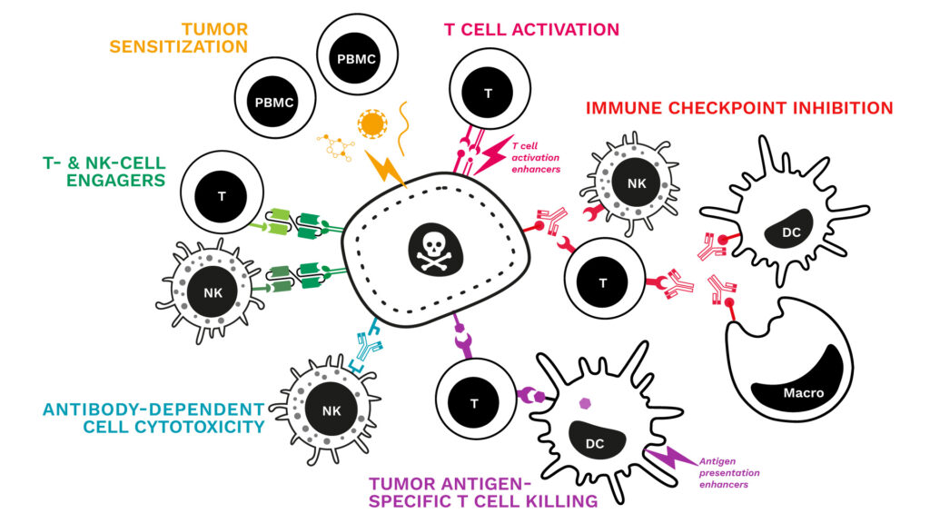 T cell tumor killing assays and more, an update ! - Explicyte Immuno ...