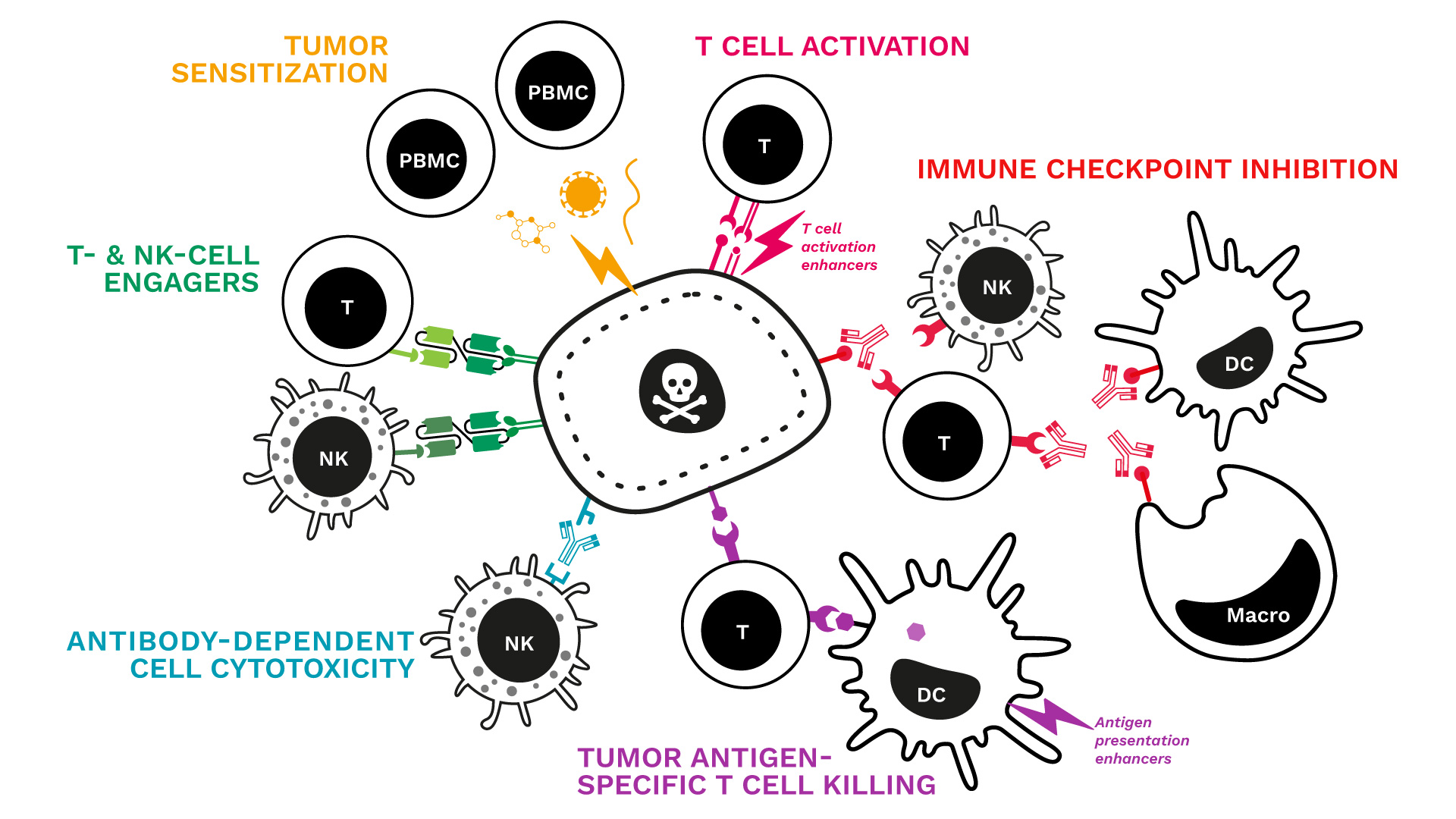 T cell tumor killing assays PBMCs CRO in vitro screening cell based assays