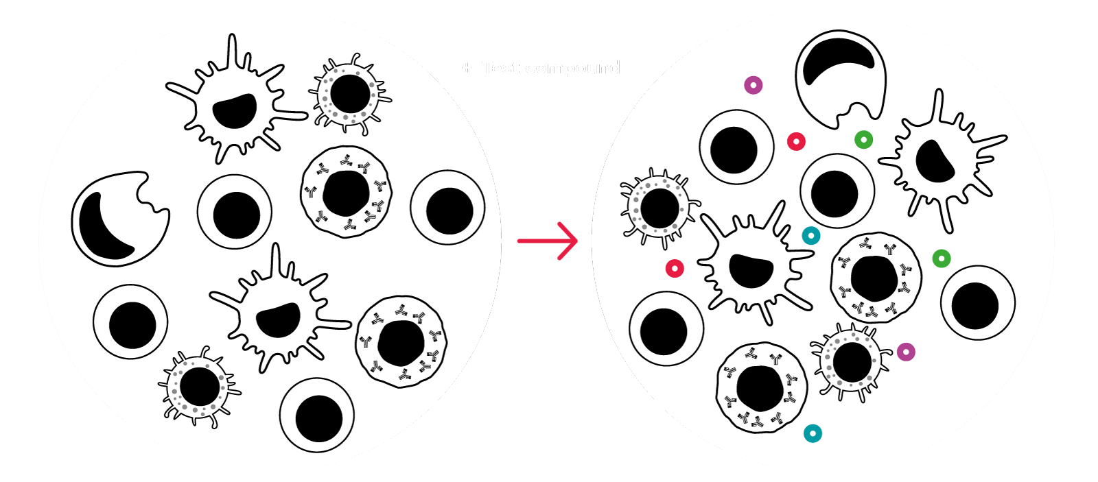 cytokine release assay cytokine storrm cytokine release syndrome