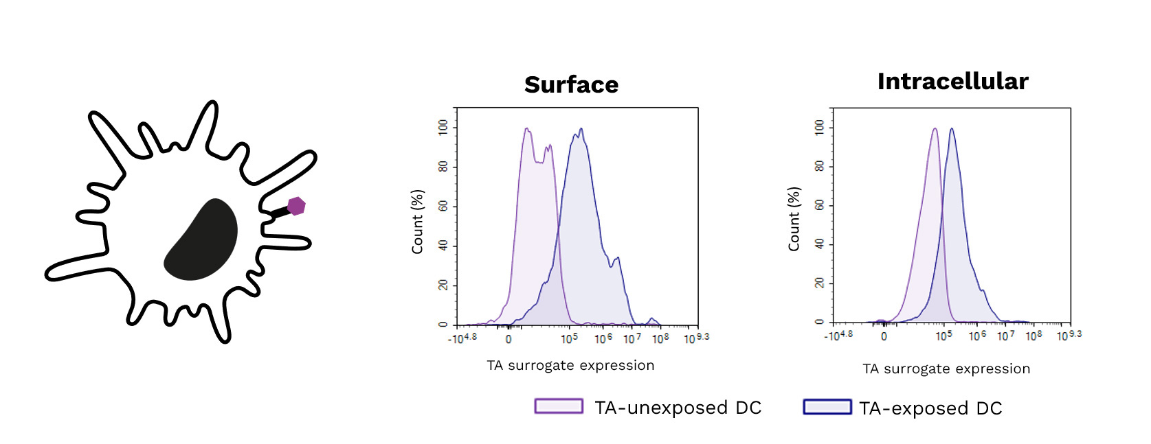 Exposure of DCs to a target tumor antigen (TA) peptide enhances their antigenic presentation