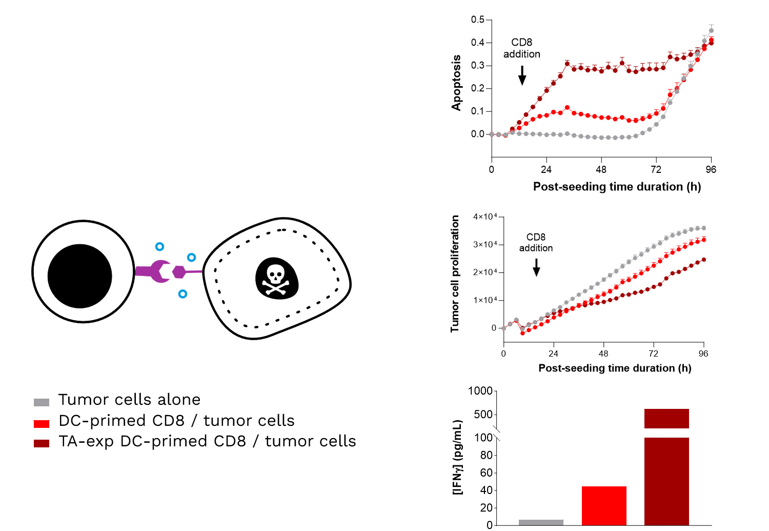 Specific TA-exposed DC-mediated priming of CD8 T cells results in the induction of an adaptive effector T cell-mediated killing towards SK-MEL-5 tumor cells (target TA-positive). 