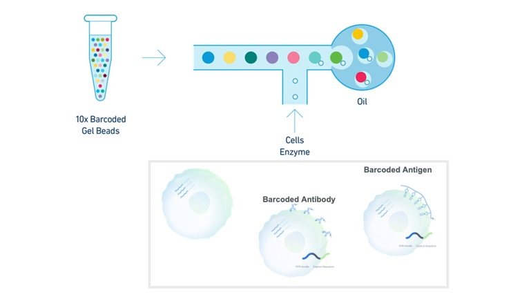 single-cell RNA seq CRO oncology