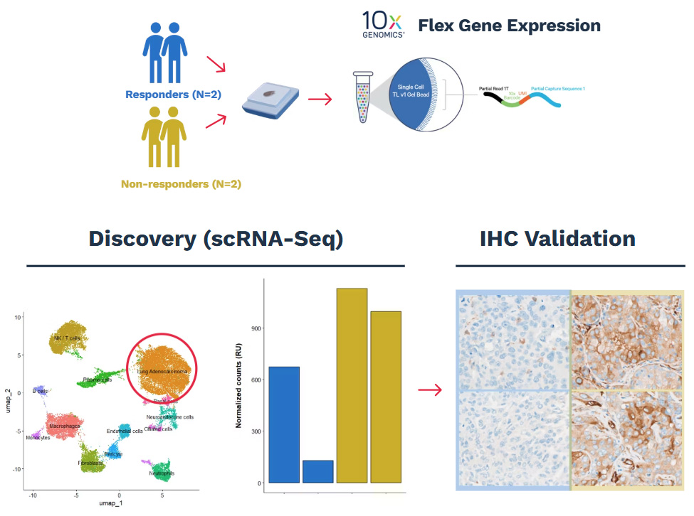 single-cell RNA-seq CRO services tumor immuno-oncology