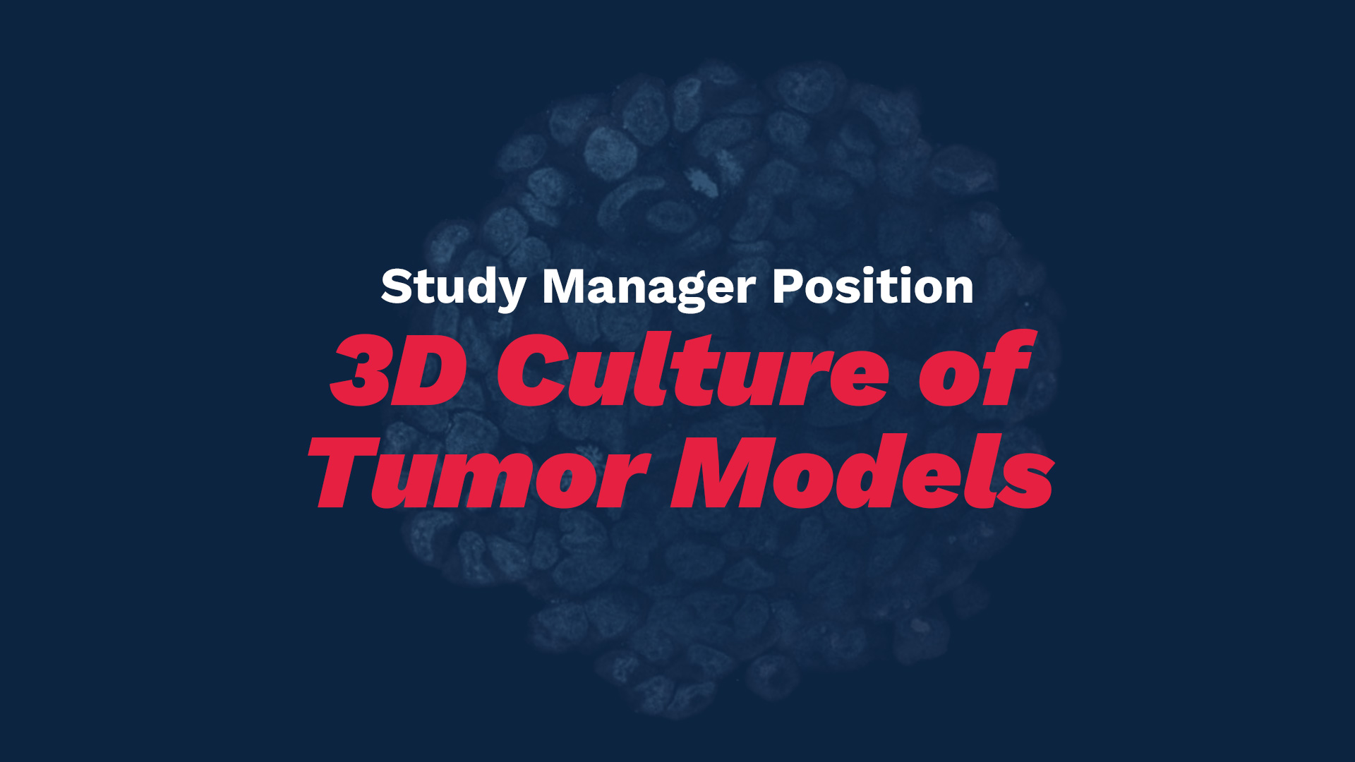 study manager job 3D tumor models