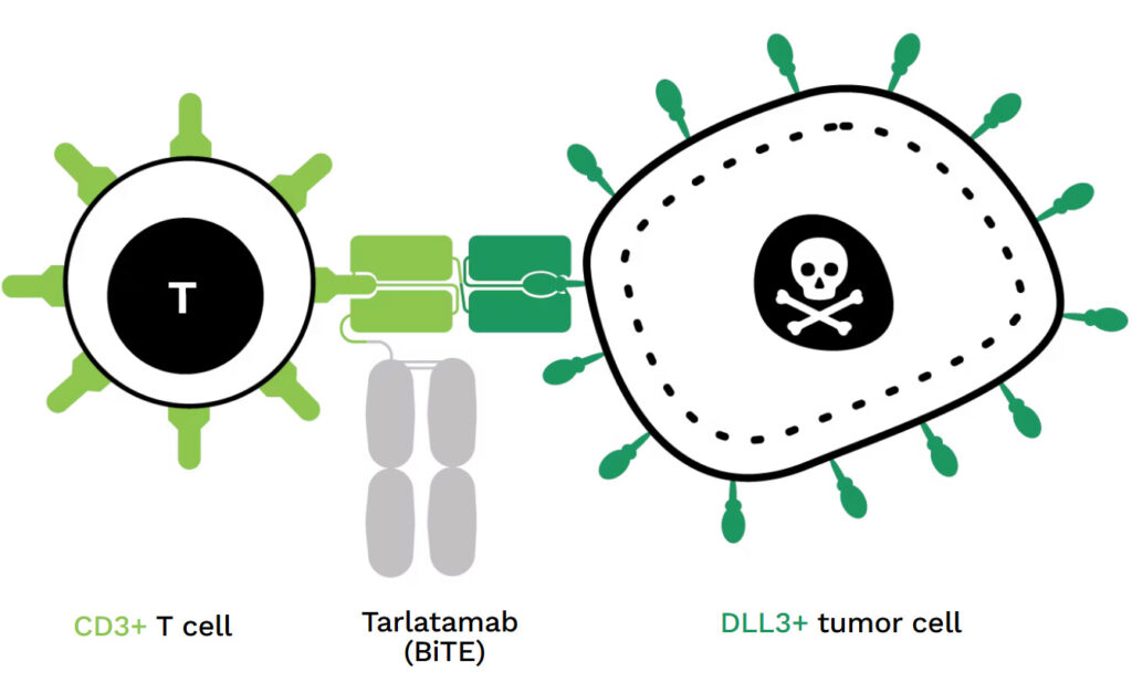 In vitro assessment of DLL3-targeted BiTE molecule Tarlatamab In vitro assessment of DLL3-targeted BiTE molecule Tarlatamab