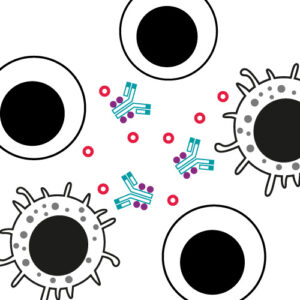 ADC in vitro safety assessment immunogenecity preclinical CRO services ADC in vitro safety assessment immunogenecity preclinical CRO services